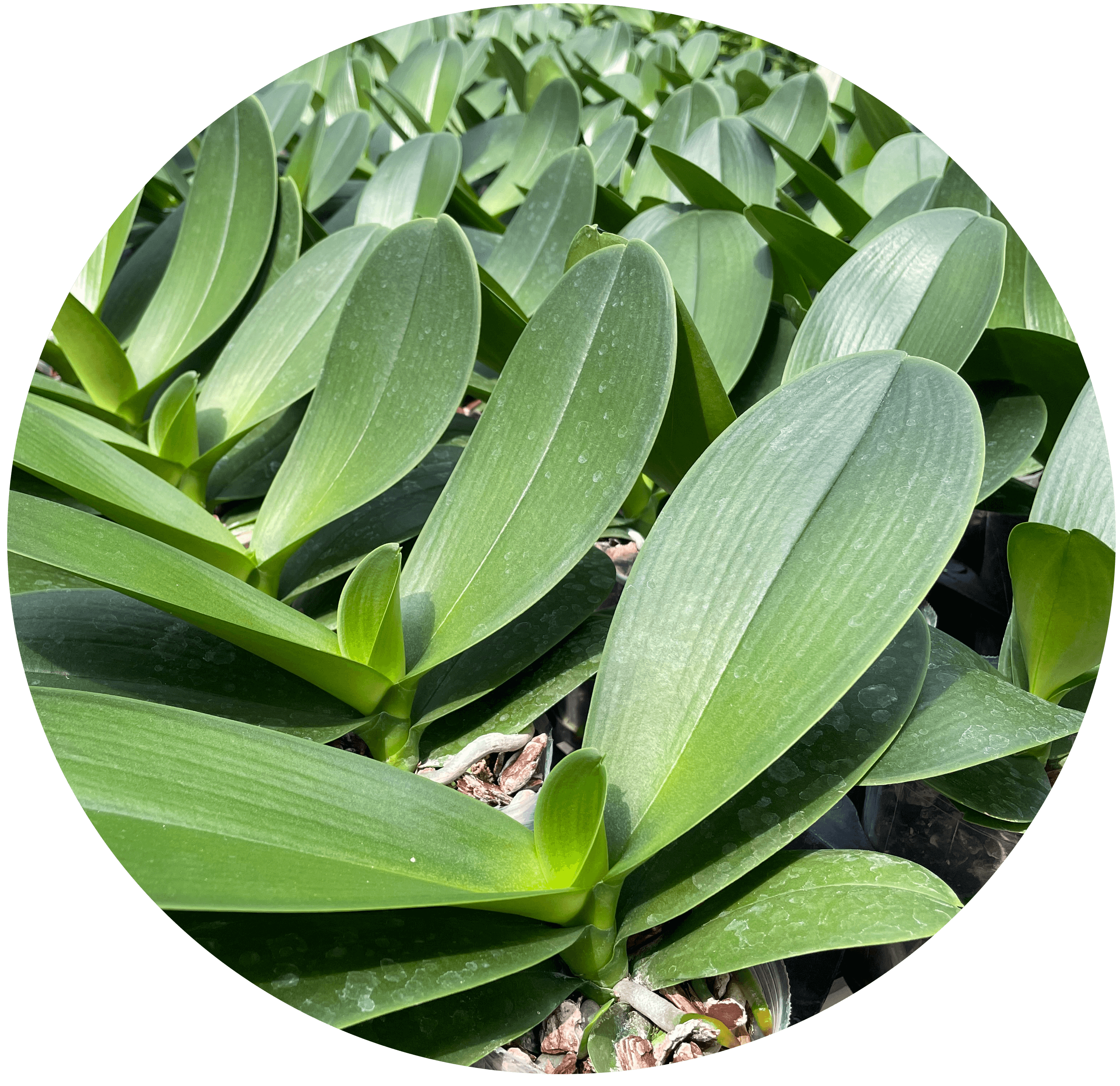 胡蝶蘭苗生産から台湾農業に関するサポート業務 仁蘭園有限公司 胡蝶蘭苗生産から台湾農業に関するサポート業務 仁蘭園有限公司