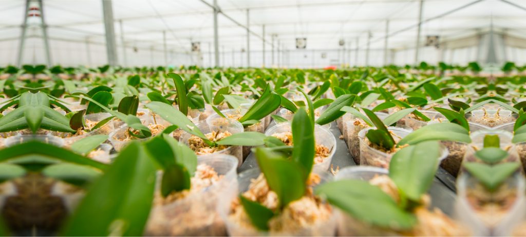 台南で高品質な胡蝶蘭苗を生産 輸出 仁蘭園有限公司